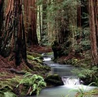 Forest Pic (formally Yellowwolf's Den front page)